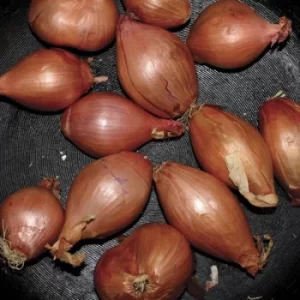 Image of Fried Shallots by Ty Segall Vinyl Album