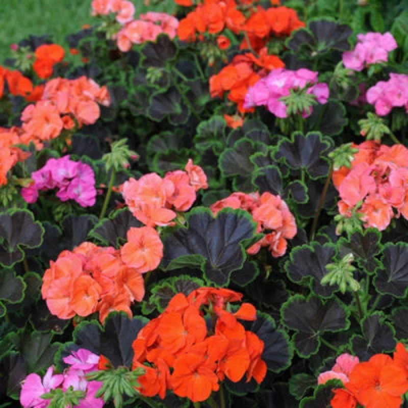 Image of Thompson & Morgan Pelargonium Black Velvet Mix F1 Seeds - Dramatic Dark Foliage Red Rose & Salmon Flowers
