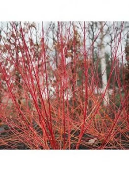 Image of Bloodtwig Dogwood Cornus Sanguinea 'AnnyS Winter Orange' 3L