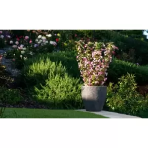 Image of Thompson & Morgan Thompson and Morgan Weigela Towers of Flowers Apple Blossom 9cm Pot x 2