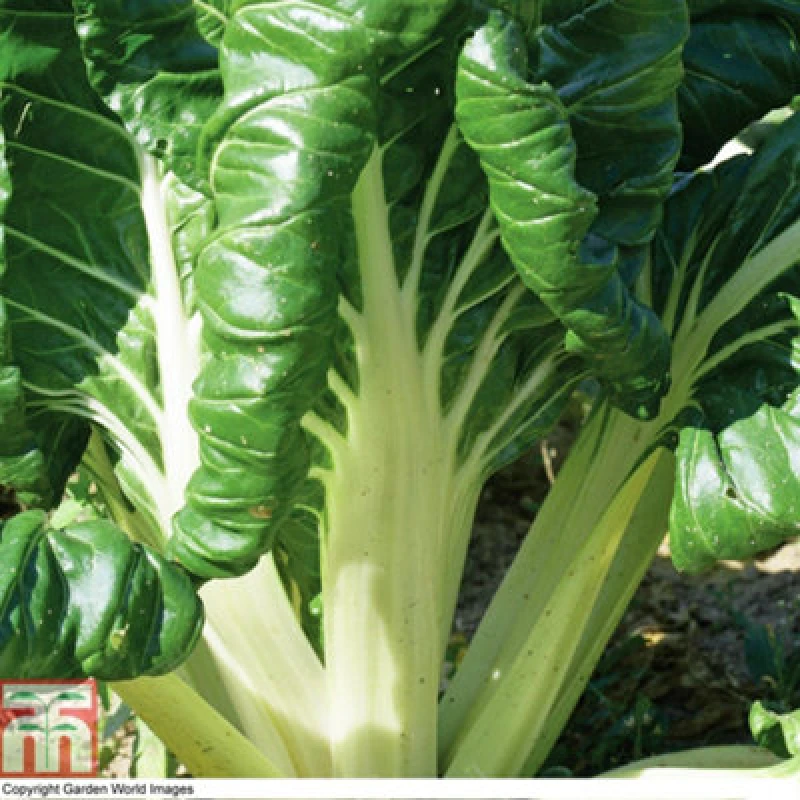 Image of Thompson & Morgan Chard Fordhook Giant 1 Seed Packet