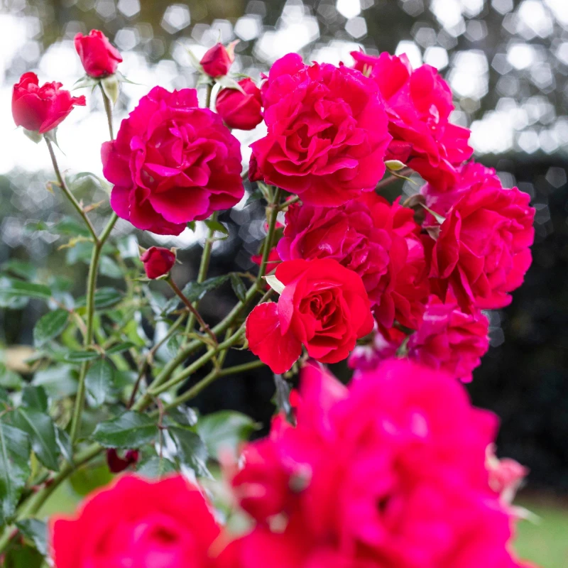 Image of YouGarden Rose Raspberry Royale (4L Pot) Pink unisex 4L Pot