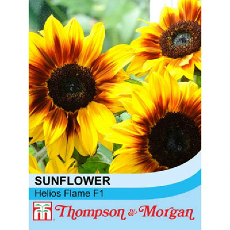 Image of Thompson & Morgan Sunflower Helios Flame F1 1 Packet (20 Seeds)