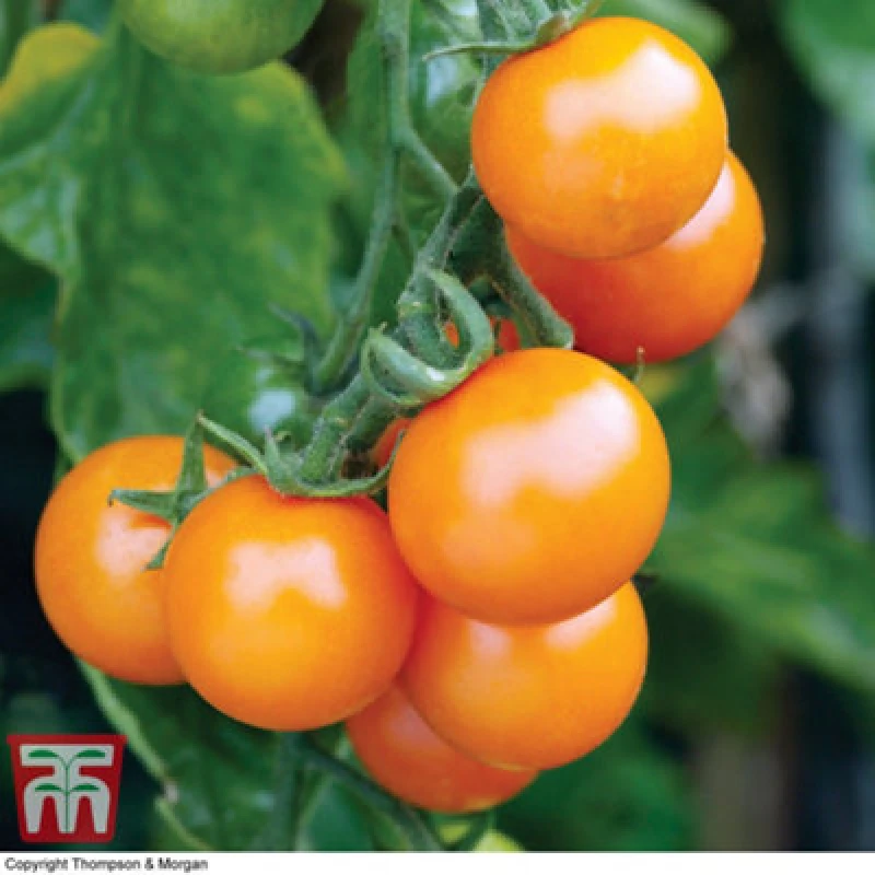 Image of Thompson & Morgan Tomato Sungold F1 Hybrid 1 Seed Packet (8 Seeds)