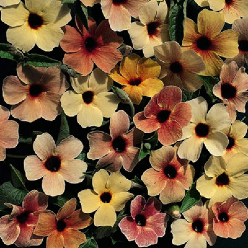 Image of Thompson & Morgan Black Eyed Susan Salmon Shades 1 Seed Packet