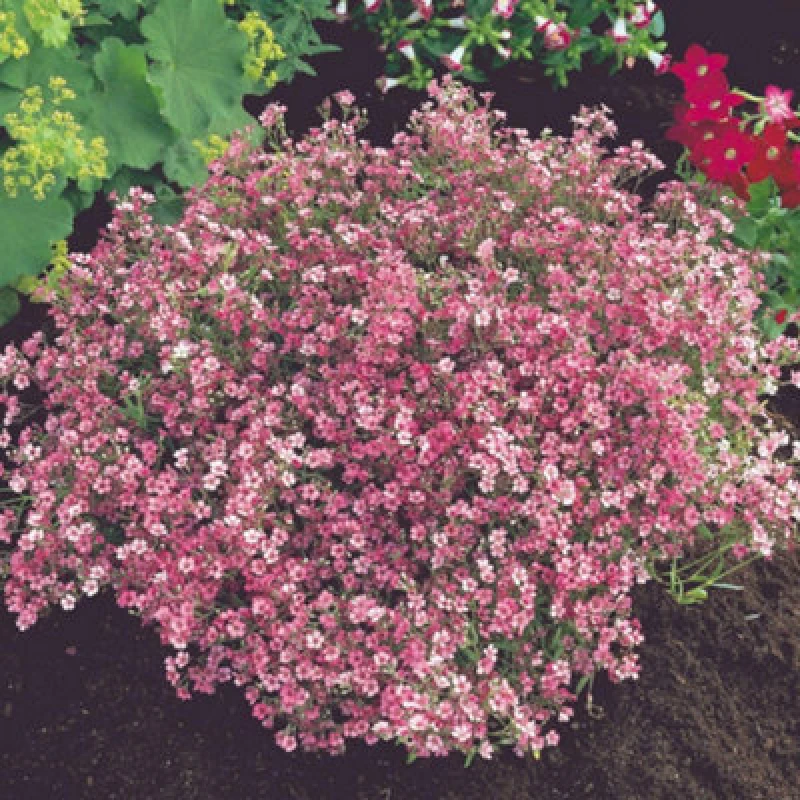 Image of Thompson & Morgan Pink Baby S Breath (Gypsophila Elegans) Seeds - Hardy Annual For Borders Bouquets & Pollinators - 2500 Seeds