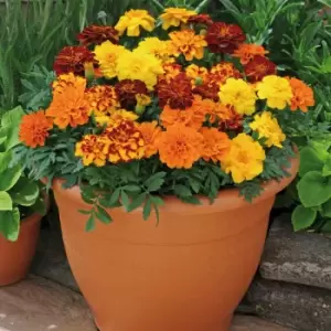 Image of YouGarden Marigold 'Durango' Mix Garden Ready Plants