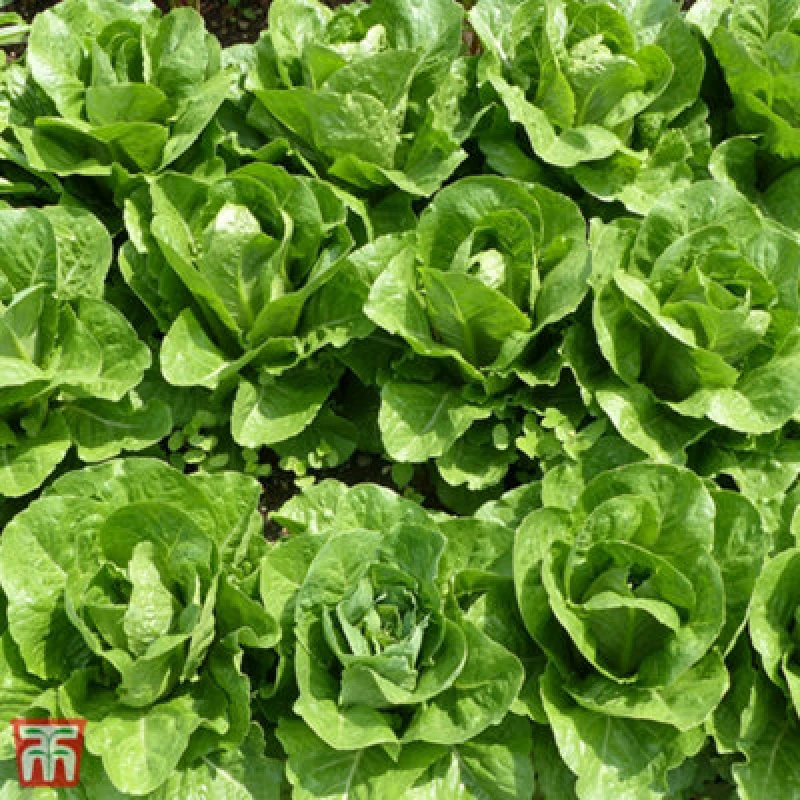 Image of Thompson & Morgan Lettuce Valmaine (Cut And Come Again) 1 Seed Packet (800 Seeds)