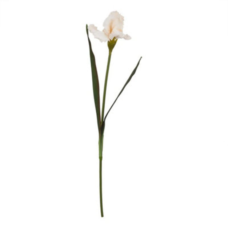 Image of Hill Interiors The Natural Garden Collection Pale Apricot Fringed Iris (Single Stem Flower) - Plastic - L13 X W13 X H83 Cm