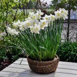Image of YouGarden Narcissus Thalia 20 bulbs size 8/10 - Brown