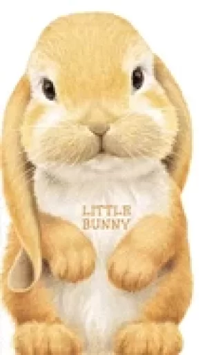 Image of little bunny