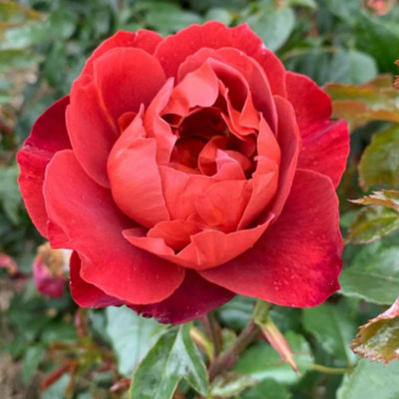 Image of Rose Hot Chocolate Bare Root - Unique Russet-Red Floribunda Bush Disease Resistant Fragrant Blooms - Thompson & Morgan
