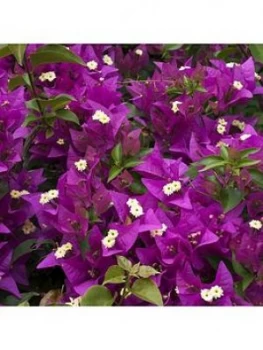 Image of Bougainvillea Pink Pillar 3L Potted Plant 1.4M Tall