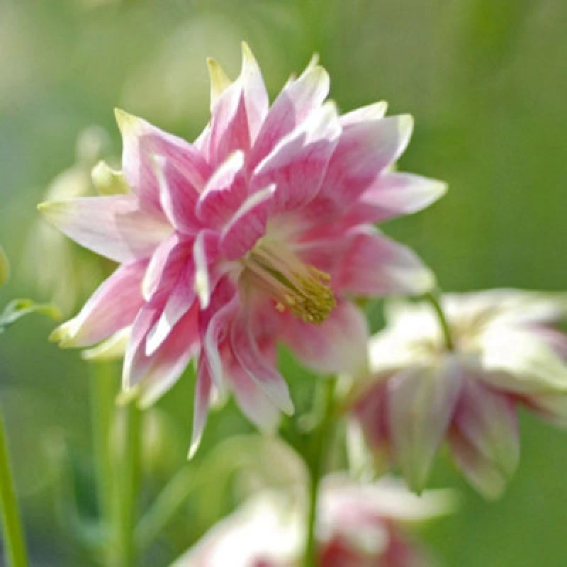 Image of Thompson & Morgan Aquilegia Nora Barlow Seeds - Double Pink & White Columbine - Hardy Perennial - Sun/shade - Cottage Garden Flower - 50 Seeds