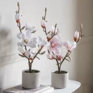 Image of Crossland Grove Potted Magnolia (real Touch) White H600Mm