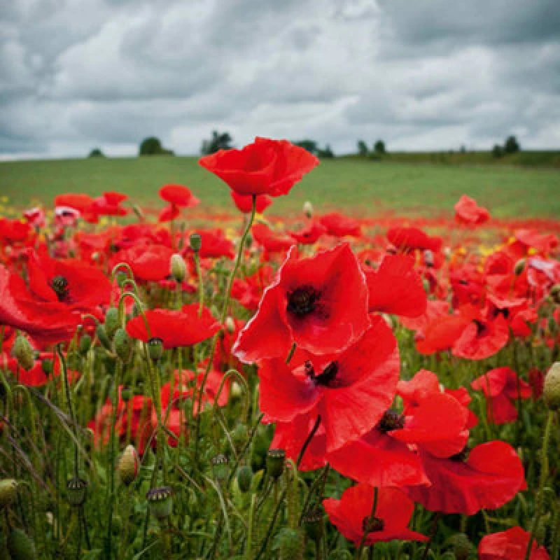 Image of Thompson & Morgan Poppy Field Poppy (Rhoeas) 1 Seed Packet (2800 Seeds)