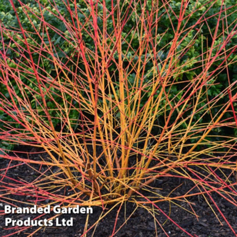 Image of Thompson & Morgan Cornus Sanguinea Magic Flame 10 Litre Potted Plant X 1
