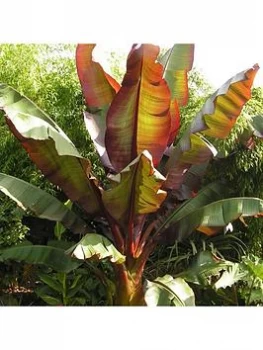 Image of Ensete Maurellii Red Banana Plant 50Cm Tall 1L Potted Plant