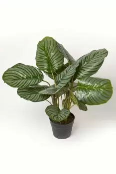 Image of Calathea Peacock Plant in Pot, 55cm Tall