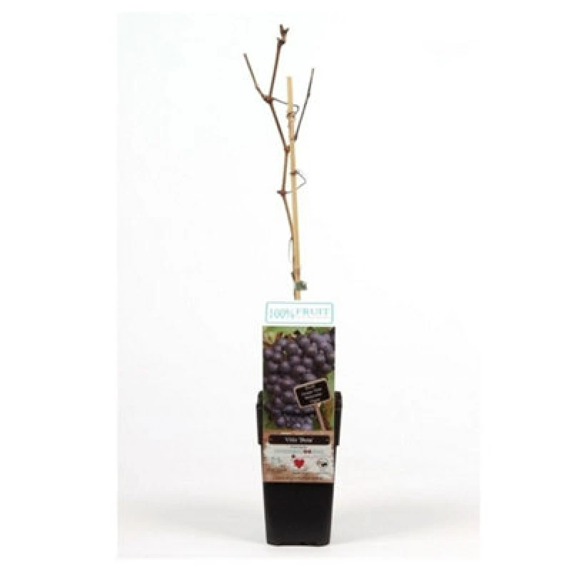 Image of Thompson & Morgan Vitis (Grape) Beta 15Cm Potted Plant X 2