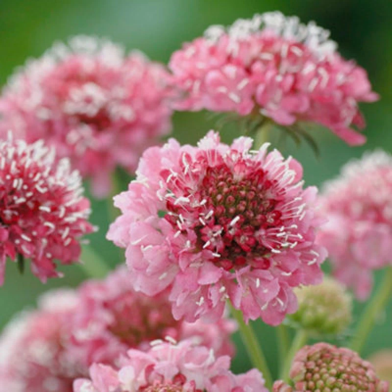 Image of Thompson & Morgan Scabious Salmon Queen 1 Seed Packet