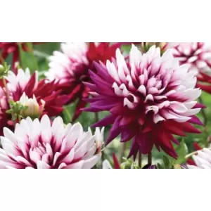 Image of Thompson & Morgan Thompson and Morgan Dahlia Rebeccas World 2 Tubers