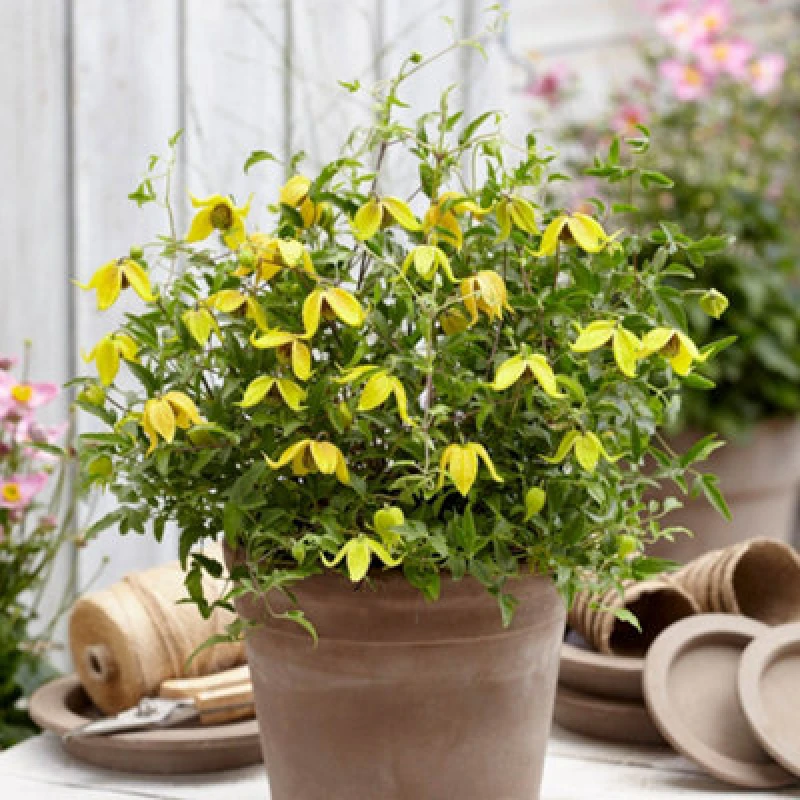 Image of You Garden Yougarden - Clematis 'little Lemons' 7Cm X3