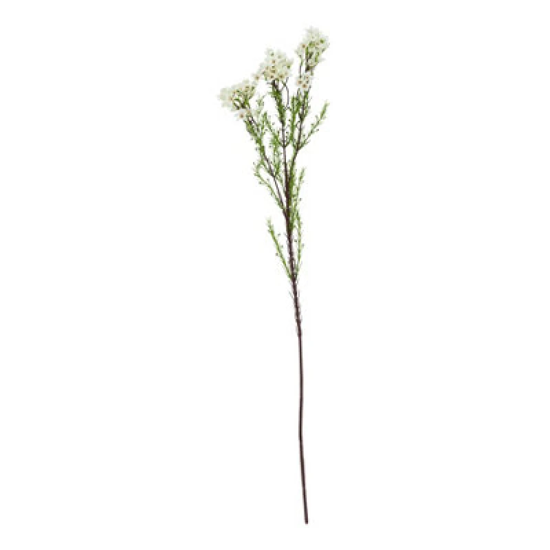 Image of The Natural Garden Collection White Waxflower