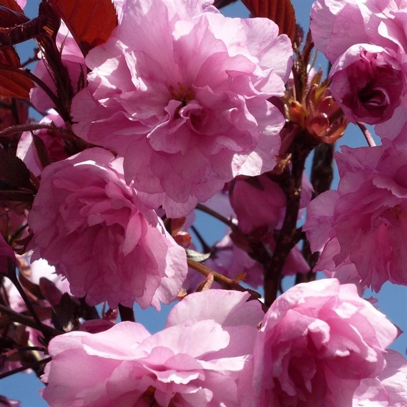 Image of Direct Plants Dwarf Patio Royal Burgundy Flowering Japanese Cherry Tree 3-4ft Supplied in a 5 Litre Pot in Pink Pink Unisex