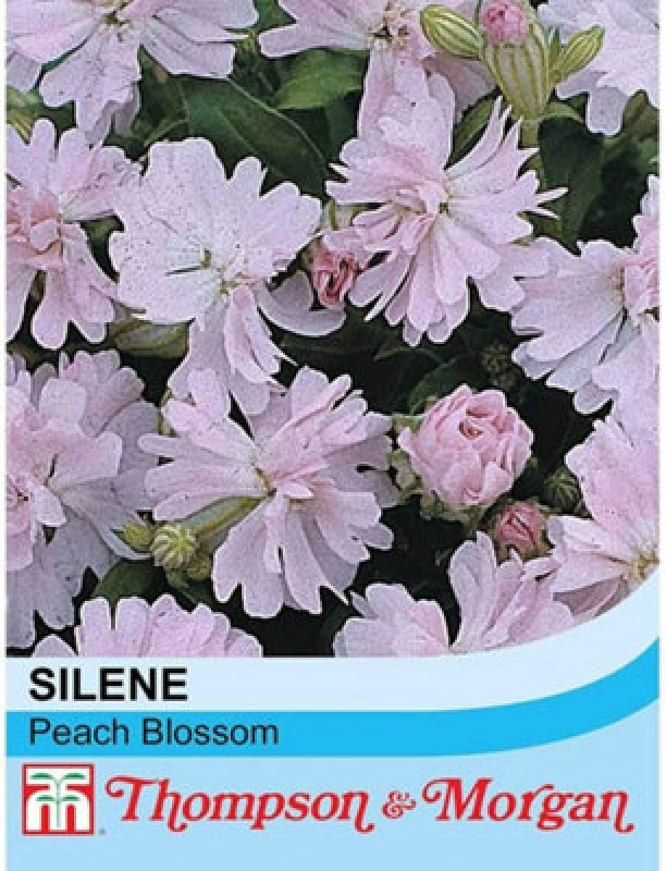 Image of Thompson & Morgan Silene Pendula Peach Blossom 1 Seed Packet (80 Seeds)