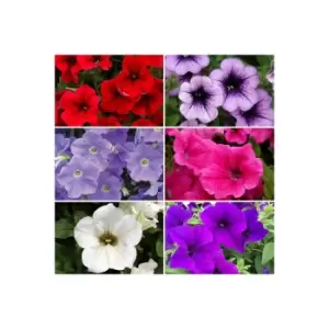 Image of Set of 18 Surfinia Petunia Jumbo Plugs Collection