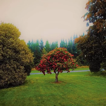 Image of The Bats - Foothills Vinyl