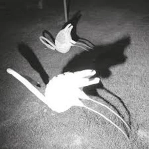 Image of Siavash Amini - A Mimesis Of Nothingness Vinyl