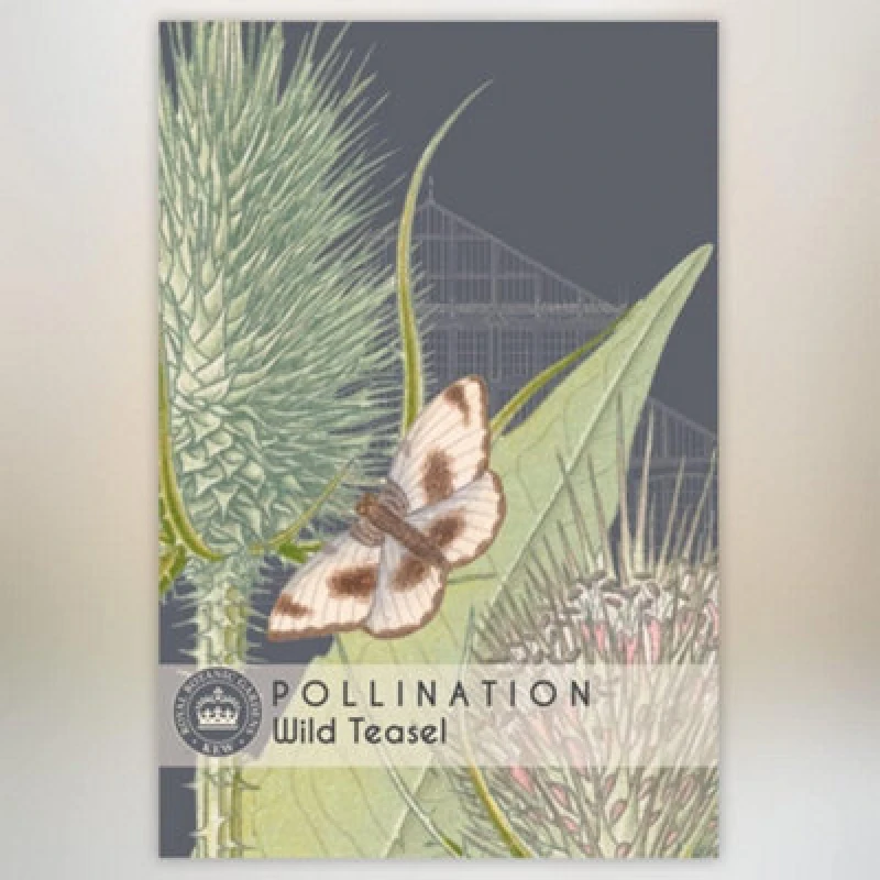 Image of Thompson & Morgan Wild Teasel Promo New Kew Range 1 Packet (100 Seeds)