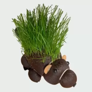 Image of Grow Your Own Hairy Beaver