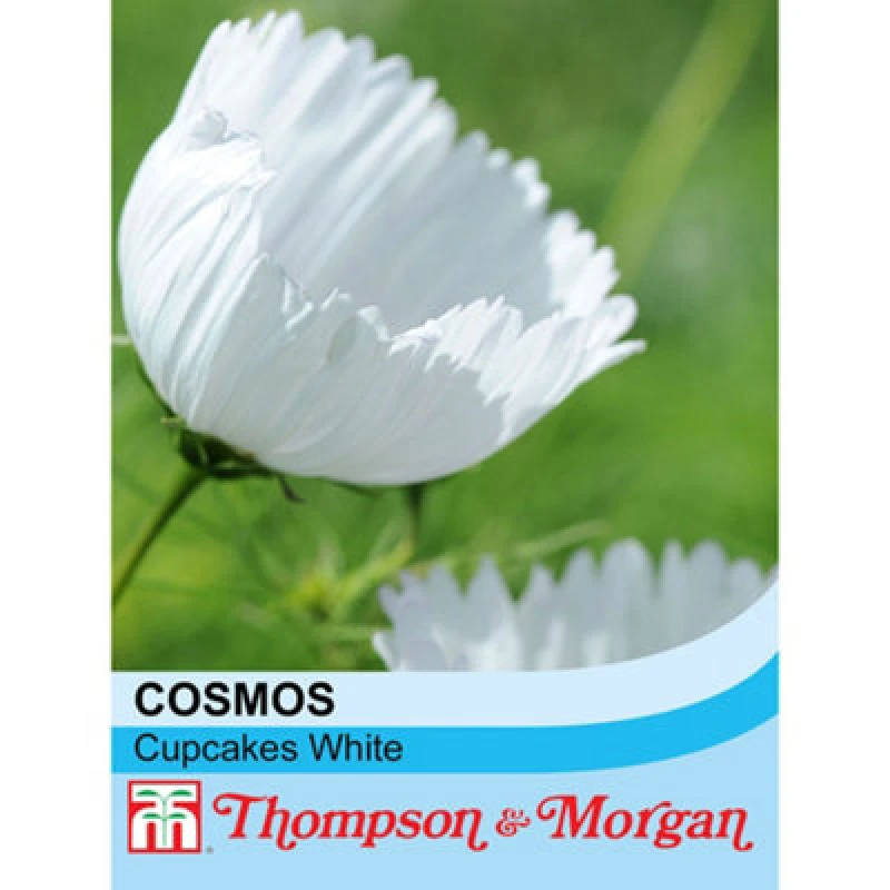 Image of Thompson & Morgan Cosmos Cupcake White 1 Seed Packet (30 Seeds)
