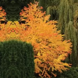 Image of Thompson & Morgan Thompson and Morgan Katsura Tree 9cm pot - 1 plant