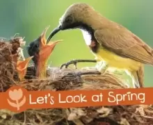 Image of Let's Look at Spring