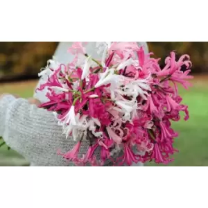 Image of Thompson & Morgan Thompson and Morgan Nerine bowdenii 'Mixed' - 6 bulbs