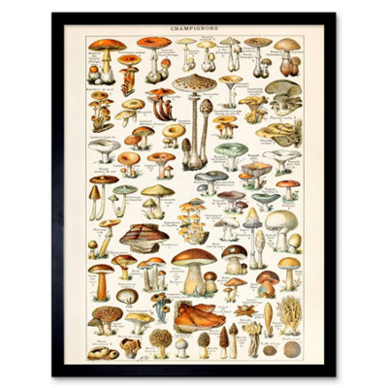 Image of Wee Blue Coo Millot Encyclopedia Page Mushrooms Fungus 12X16" Framed Wall Art Print