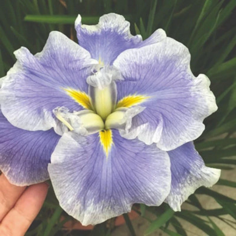 Image of Thompson & Morgan Iris Ensata Dinner Plate Ice Cream 11Cm Potted Plant X 1