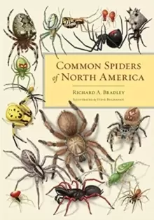 Image of Common Spiders of North America