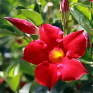 Image of Thompson & Morgan Thompson and Morgan Mandevilla Red 10.5cm Pot x 1