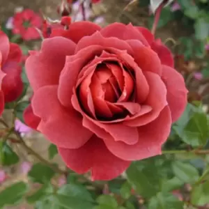 Image of YouGarden Rose 'Hot Chocolate'