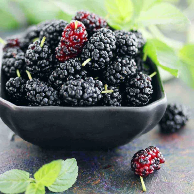 Image of Thompson & Morgan Fruit Mulberry Charlotte Russe (Mojo Berry) 3.6 Litre Potted Plant X 1