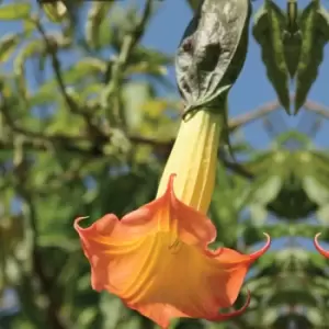 Image of Thompson & Morgan Thompson and Morgan Brugmansia (Datura) Single Red/Orange 9cm Pot x 1