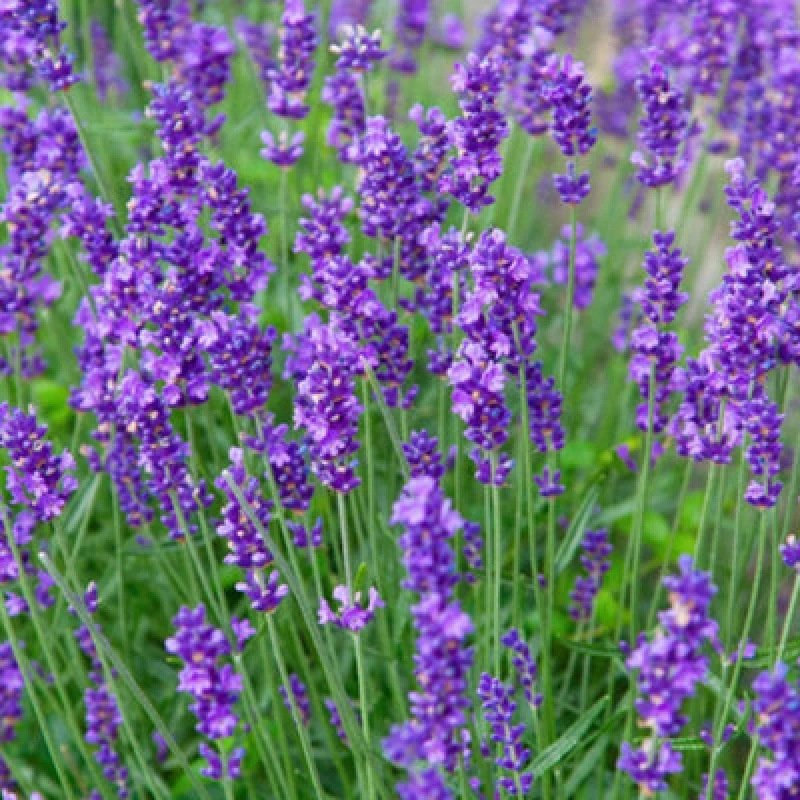 Image of Thompson & Morgan Lavender Munstead 1 Packet (110 Seeds)
