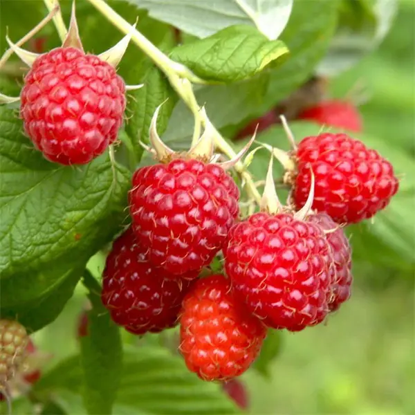Image of YouGarden Raspberry 'Long-Cane' (5 Canes) - Multi Pack of 5