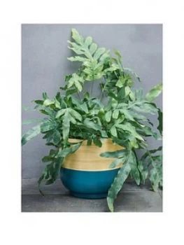 Image of Ivyline Bamboo Teal Planter