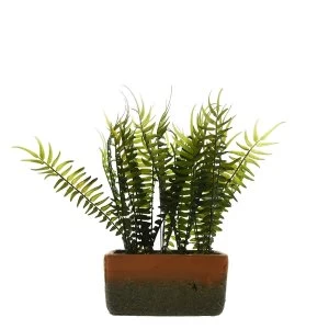 Image of The Flower Patch Fern Green in Rectangular Pot 28cm